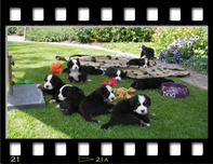 Vanaf het eerstvolgende nestje kunt u hier ook een video van de pups bekijken