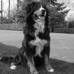 Bo