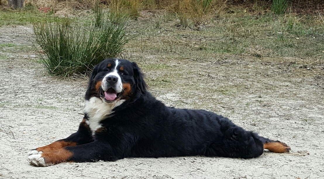 Bernersennen Kennel "Van Berjanko"