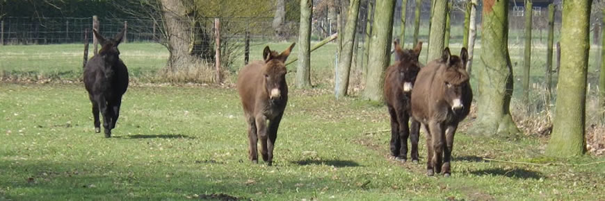 hobbyboerderij