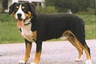 Appenzeller Sennenhond