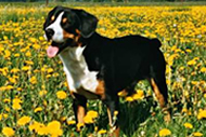 Entlebucher Sennenhond