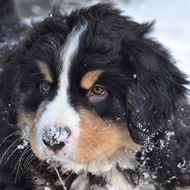 Een Berner als pup