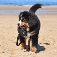 Een Berner als pup