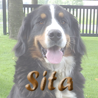 button sita