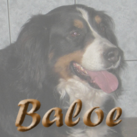Nakomelingen van Baloe