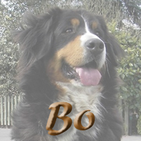 Nakomelingen van Bo