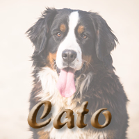 Bekijk de nakomelingen van Cato