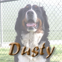 Bekijk de nakomelingen van Dusty
