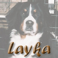 Bekijk de nakomelingen van Layka