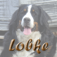 Bekijk de nakomelingen van Lobke
