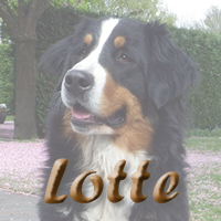 button lotte