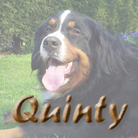 button quinty