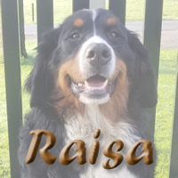 Bekijk de nakomelingen van Raisa