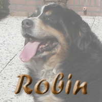 Nakomelingen van Robin