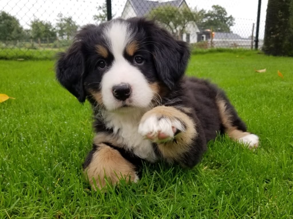 Samen met de Berners in de tuin